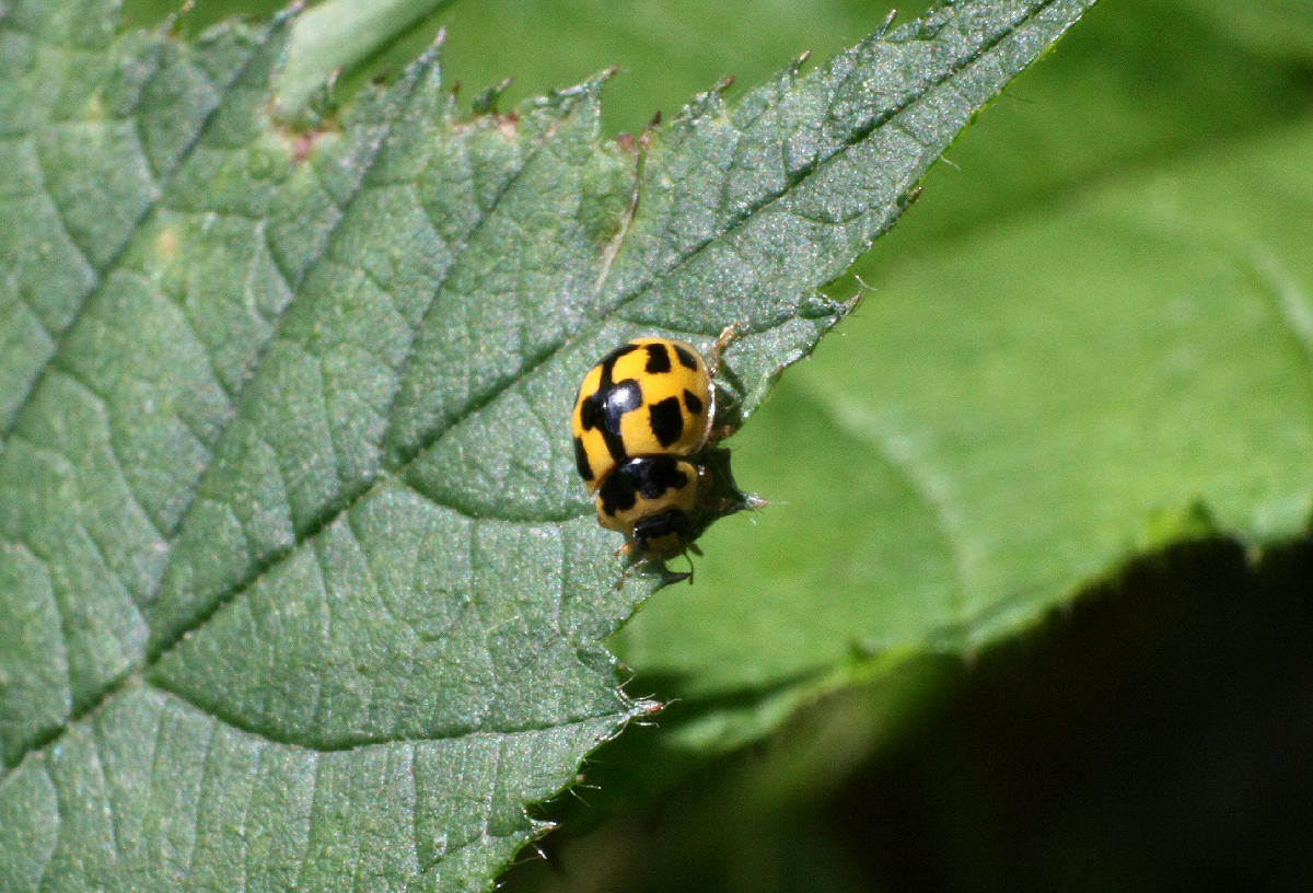 Propylea quatuordecimpunctata